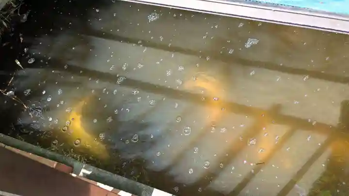 大浦諏訪神社の動物