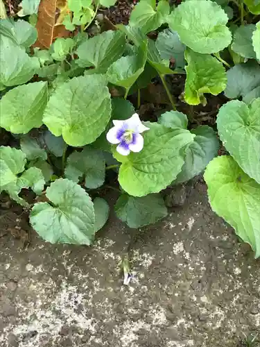 東長谷寺　薬王院の自然