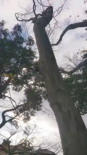 神明社（国府宮神明社）の自然