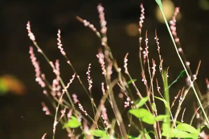 磐椅神社の自然