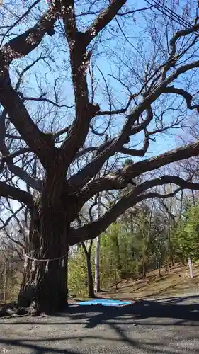 相馬神社の自然