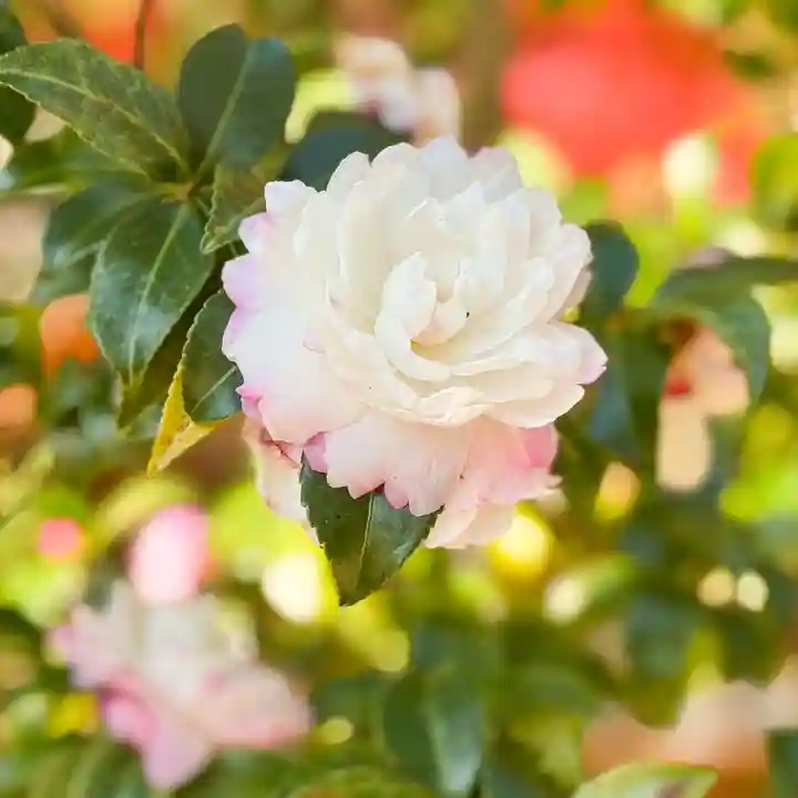 伊勢の国 四天王寺(三重県)