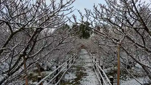 仁和寺の庭園