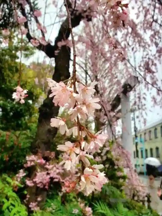 阿佐ヶ谷神明宮(東京都)
