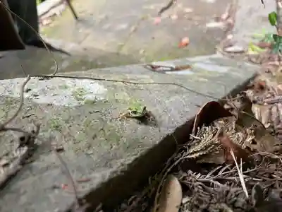 白馬渓大神宮の動物