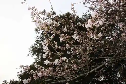 大國主神社の自然