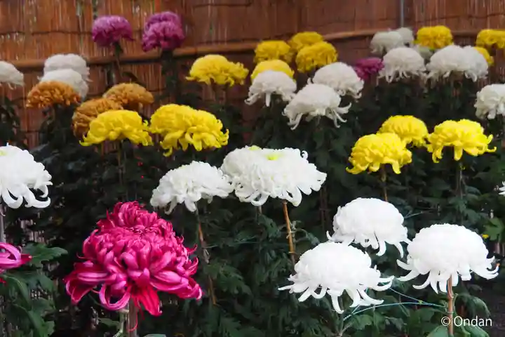 御上神社(滋賀県)