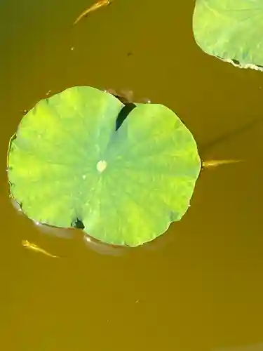 妙蓮寺(神奈川県)