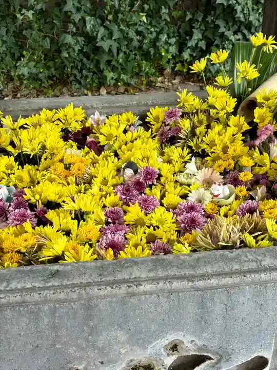 於菊稲荷神社の手水舎