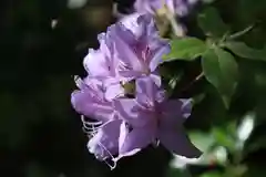 花山院菩提寺の自然