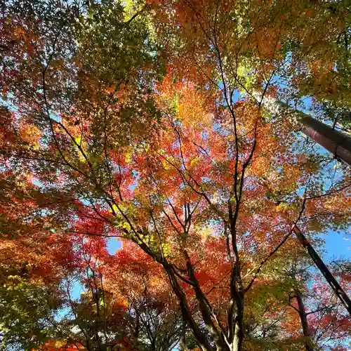 穴八幡宮の自然