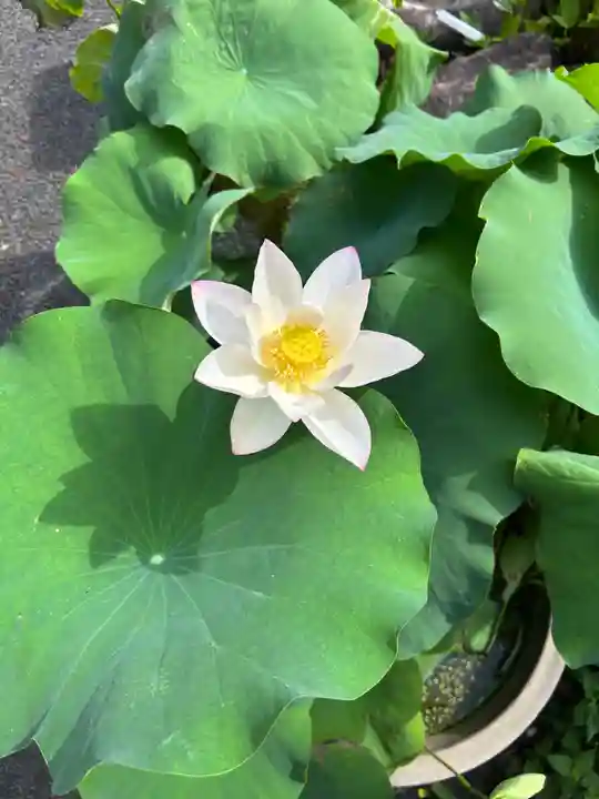 安用寺(愛知県)