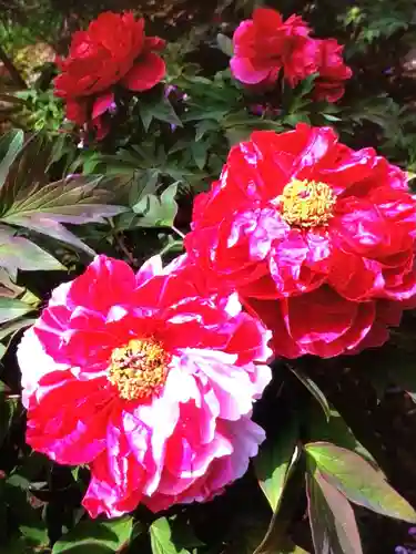 圓照寺(東京都)