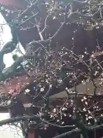 亀戸天神社の{uncategorized: "未分類", other: "その他", undefined: "問題あり", building: "その他建物", grave: "お墓", sacred_gate: "鳥居", guardian: "狛犬", statue: "像", buddha: "仏像", history: "歴史", nature: "自然", garden: "庭園", animal: "動物", pagoda: "塔", temizu: "手水舎", mountain_gate: "山門・神門", sanctuary: "本殿・本堂", subordinate: "末社・摂社", art: "芸術", scenery: "景色", jizo: "地蔵", ema: "絵馬", goshuin: "御朱印", omikuji: "おみくじ", items: "授与品その他", amulet: "お守り", goshuincho: "御朱印帳", eats: "食事", festival: "お祭り", votive_dance: "神楽", shichigosan: "七五三参", wedding: "結婚式", experience: "体験その他", initially: "初詣", around: "周辺", anti_infection: "感染症対策"}