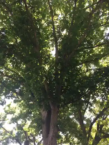 厚別神社の自然