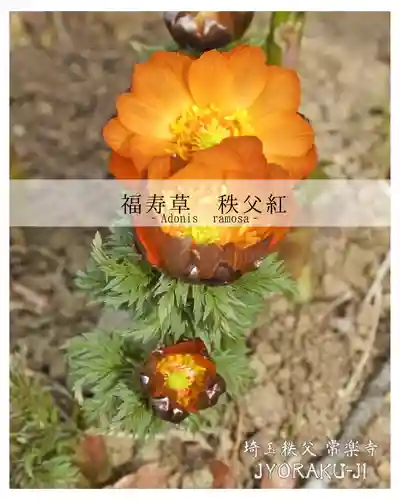 【公式】龍門院常楽寺（秩父札所十一番）(埼玉県)