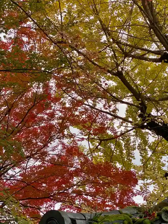 東本願寺岡崎別院の自然