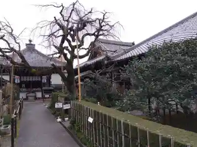 地蔵院（椿寺）(京都府)