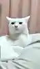 まみ