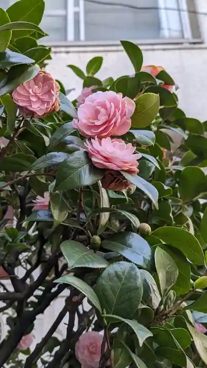 蟠龍寺(東京都)