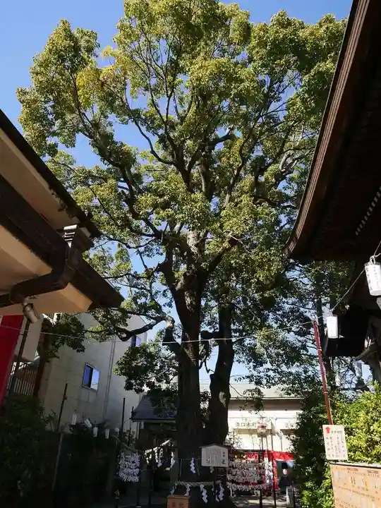 溝口神社の自然