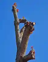 三津厳島神社(愛媛県)