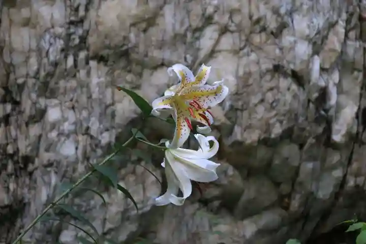 鹿島大神宮の自然