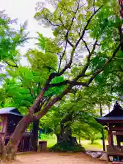 金村別雷神社(茨城県)