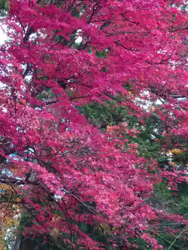 日光東照宮の自然