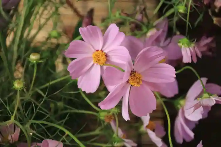 阿邪訶根神社の授与品その他