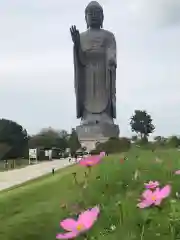 東本願寺本廟 牛久浄苑（牛久大仏）の仏像