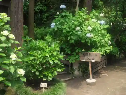 御霊神社の自然