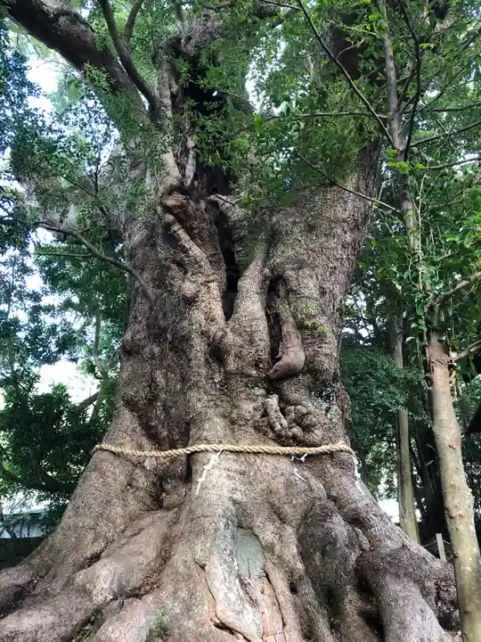 川津来宮神社の自然