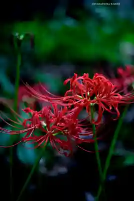横浜　西方寺(神奈川県)