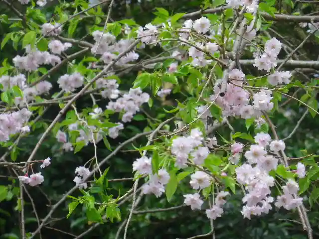 甘縄神明神社(甘縄神明宮)の自然