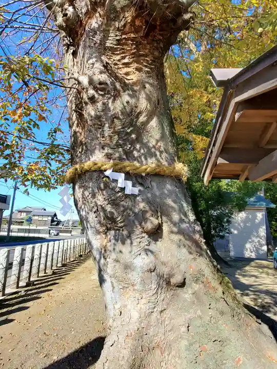 関本神社の自然