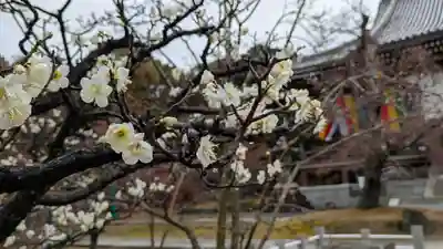  智積院(京都府)