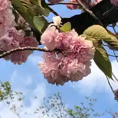 靖國神社の自然