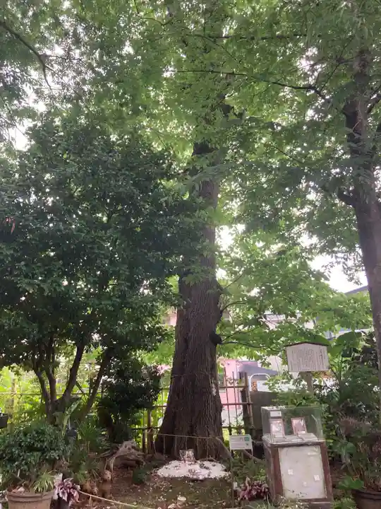 戸越八幡神社(東京都)