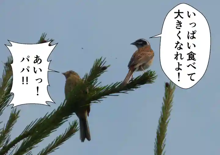 留辺蘂神社の動物