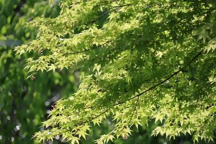開成山大神宮の自然