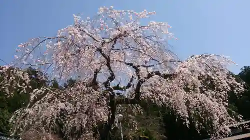 日蓮宗 総本山 塔頭 定林坊(じょうりんぼう)の自然