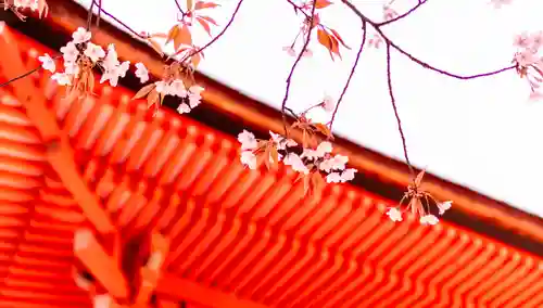 賀茂御祖神社（下鴨神社）の自然