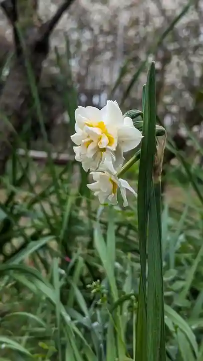 梅宮大社(京都府)