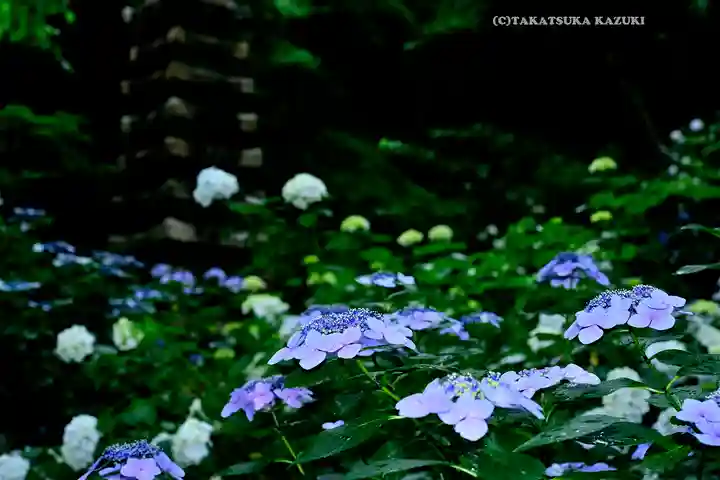 高幡不動尊 金剛寺(東京都)
