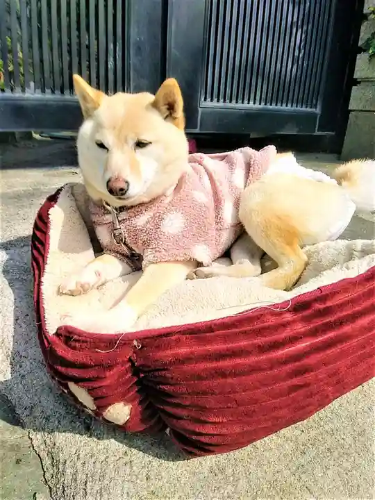 福島八幡宮の動物