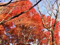 筑波山神社 男体山御本殿の自然