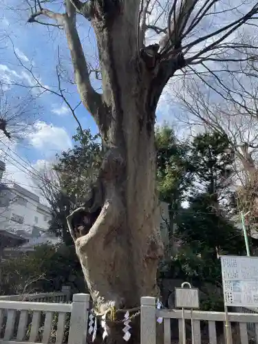 青渭神社の自然