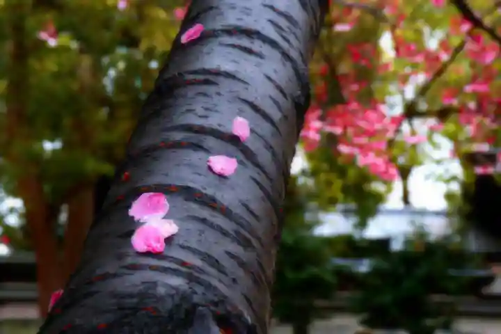 三津厳島神社の自然