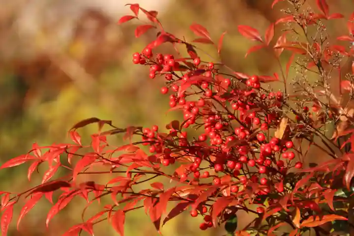 阿久津「田村神社」(郡山市阿久津町)旧社名:伊豆箱根三嶋三社の庭園